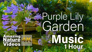 Purple Lily Garden With Relaxing Sleep Music + Insomnia - Stress Relief, Deep Sleeping Music