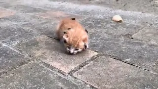 Motherless Kitten, Bitten and Laid with Eggs by Flies, Near Death, Utters Weak Cries for Help