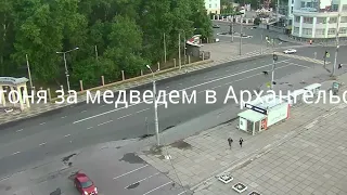 погоня за медведем