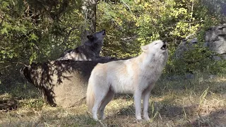 Beautiful Wolf Brothers Howl