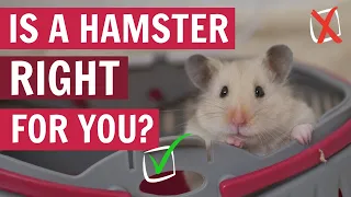 Watch THIS before getting a Hamster 🐹