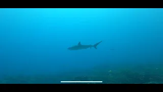 Close Shark Encounter!  Belize Open Water Dive 3. Wow...