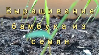 Выращивание бамбука Мосо (Phyllostachys edulis Moso) из семян.