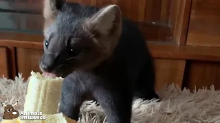 Sable eating a Banana (IG: @russian_sable)