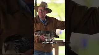 Joel Salatin On Our Access To Food #short #shorts #chicken #pasturedpoultry #JoelSalatin #Polyface