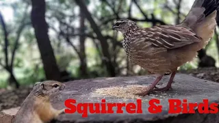 CaT TV 45~ Watch an African Bush Squirrel & Big Bird in the Woods in a Game Reserve in South Africa.