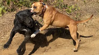 CANE CORSO VS AMERİKAN STAFF - THOR YİNE YAPTI YAPACAĞINI