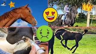 A lot is happening! Worming Rising Star⭐ the other colts, the foals and much more | Friesian Horses