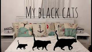 Мои Черные Кошки 😺😺😺 My magic black cats