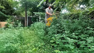 Renters DESTROYED This Lawn Left It Severely OVERGROWN - Making TALL GRASS Short