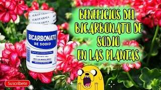 👨🏻‍🌾Beneficios del BICARBONATO en las PLANTAS | INSECTICIDA y FUNGICIDA CASERO😁