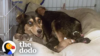 College Student Decides To Foster A Pregnant Dog Right Before Midterms | The Dodo Foster Diaries