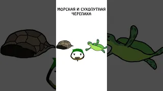 Не путаем морскую черепаху с сухопутной #shorts #животные #черепахa #путаем