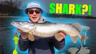Shark Shad Championship (PIKE FISHING CHALLENGE)