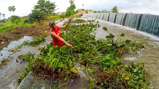Removal Floating Plants Clogged On Dam Drain Water
