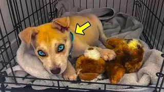 Puppy Gets Returned For 5th Time To Shelter. Staff Discovers The Reason & Starts Crying!