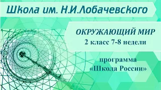 Окружающий мир 2 класс 7-8 недели. Какие бывают растения