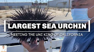 THE LARGEST SEA URCHIN I'VE SEEN - Meeting The Uni King Of California and Trying His Secret Product!