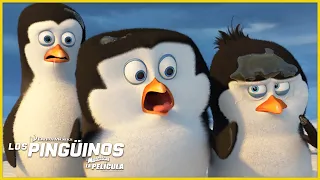 Cómo los Pingüinos se convirtieron en LOS PINGÜINOS | DreamWorks Madagascar en Español Latino