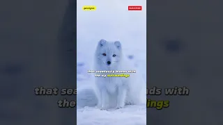 🤯 Why Do This Fox Change Fur Colour With The Seasons? 🦊