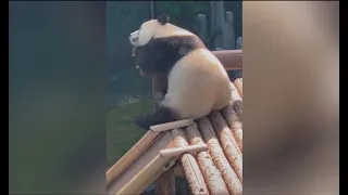 Panda | Cute Panda Funny Video Compilation