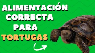 Alimentación correcta para tortugas