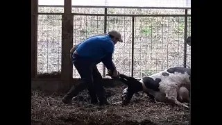 Farmers Help Cow Give Birth to First Calf