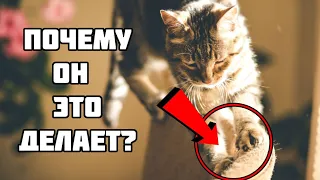 Почему кошки мнут лапами 😼 8 значений и причин