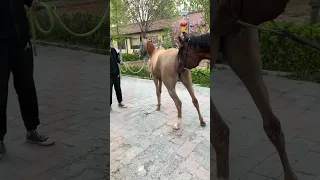 Horse meeting 1st Time