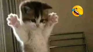 Pawsitively Adorable: Watch the Cutest Cat Videos of 2024 for Instant Smiles! 🐾😊