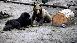 Bari i Cisna - historia psa, który ocalił niedźwiedzia