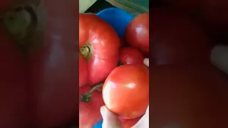 ОГРОМНЫЕ ПОМИДОРЫ 🍅 Я ВЫРАСТИЛА НА СВОИХ ГРЯДКАХ!