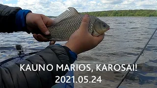 KAUNO MARIOS, TOKIOS KAROSŲ ŽŪKLĖS SENIAI NETURĖJAU! NAUDINGA INFO, PATARIMAI IR NETIKĖTAS BONUSAS!!