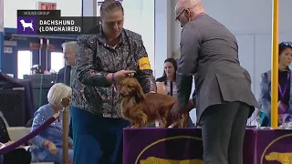 Dachshunds (Longhaired) | Breed Judging 2019