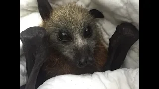 Rescuing a baby flying-fox in a nursing home:  this is  Montefiore
