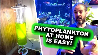 Phytoplankton at Home Is EASY!