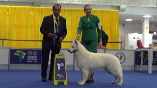 White Swiss Shepherd World dog show 2022 Brazil