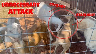 The attacks Need to Stop!!  Free Range Goats? | How To Build Electric Fence For Goats