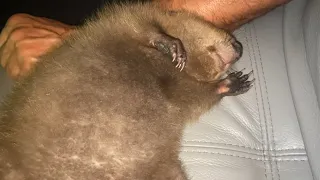 Baby beaver nap compilation