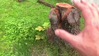Need help identifying a dead tree