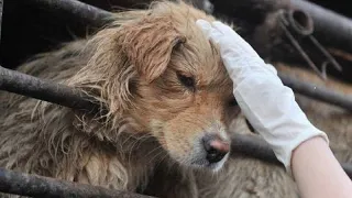 Фестиваль собачьего мяса//Это ужас😭