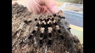 Tarantula Wrangling in the Beastie Room