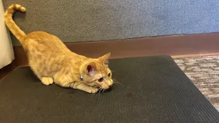 This 5-Month-Old Kitten Has Never Had A Home of His Own