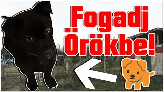 Menhely látogatás + Új kiskutya!🐾 (Kóborlók Állatvédelmi Egyesület)