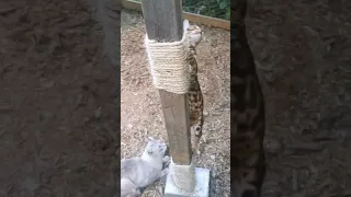 Hanging out🐾 #shorts #bengalcat #catio #outdoors #catvideos #cats #pets #cat #summer #cutecat #pet