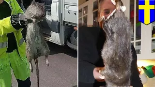 Giant rodent: Ratzilla caught in Sweden - TomoNews