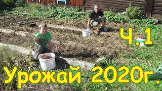 Сбор урожая 2020г. (Ч.1) Обзор огорода и собранного урожая. (10.20г.) Семья Бровченко.