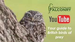 Identify wild birds of prey in South West England