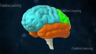 central nervous system || 3d Video|| 3d animation || Biology topic