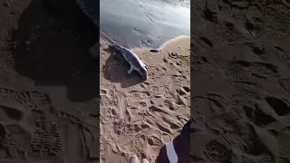 Тюлени на пляже Камчатки. Не трогать. Дистанция 200 метров!